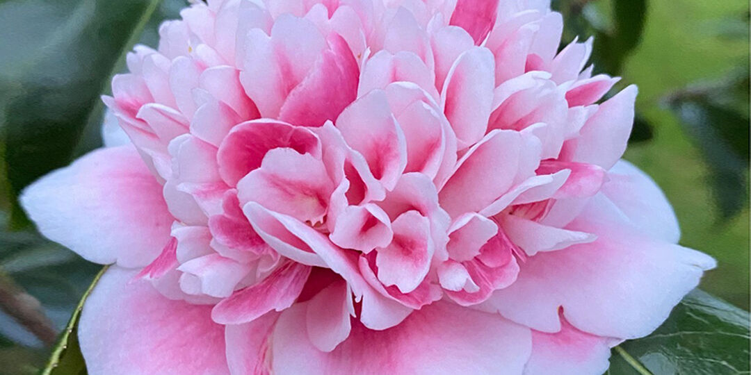 Camelia-2025